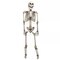5.6Ft Halloween Skeleton Full Life Size Human Skull Holiday Tricky Haunted Props